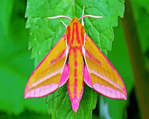 Elephant Hawk Moth paint by number
