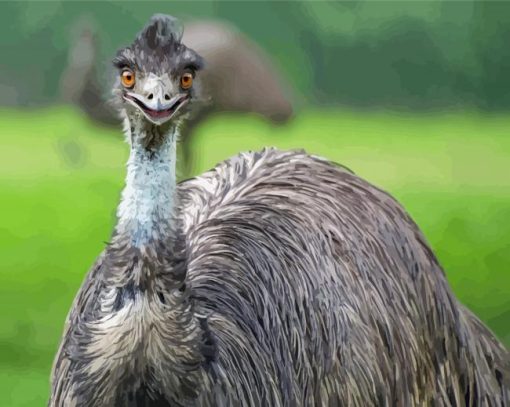 Emu Bird paint by numbers