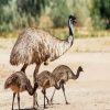 Emu With Chicks paint by numbers