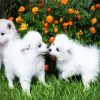 Eskimo Puppies Dogs paint by numbers