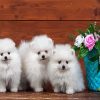 Eskimo Puppies paint by number
