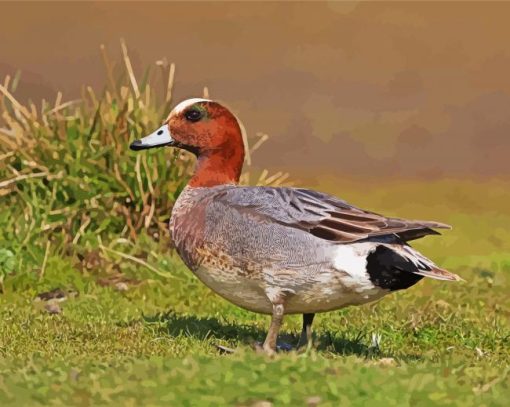 Eurasian Wigeon Male paint by number