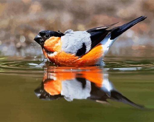 Aurasian Bullfinch In The Water paint by number