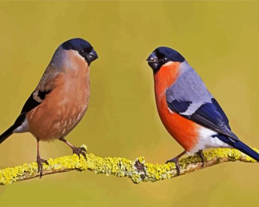 Aurasian Bullfinches paint by number