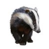 European Badger Animal paint by numbers