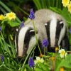 European Badger paint by number paint by numbers