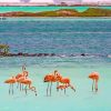 Flamingos In Bonaire Island paint by number