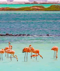 Flamingos In Bonaire Island paint by number