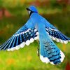 Flying Blue Jay paint by number
