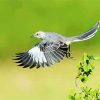 Flying Northern Mockingbird paint by number