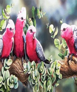 Galah Birds paint by numbers