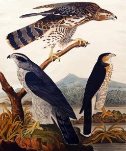 Goshawk Stanley Hawk By John James Audubon paint by numbers
