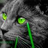 Green Eyed Bombay Cat paint by number