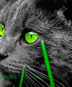 Green Eyed Bombay Cat paint by number