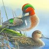 Green Winged Teal Ducks paint by numbers