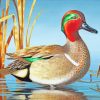 Green Winged Teal Bird Paint by numbers