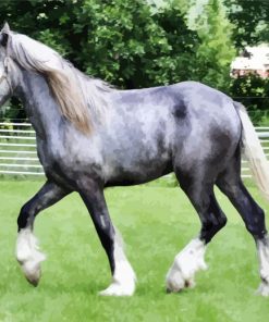 Grey Shire Horse paint by numbers