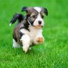 Havanese Puppy Running paint by numbers
