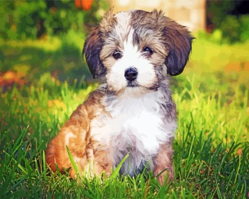 Havanese Puppypaint by numbers