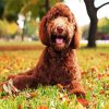 Labradoodle Dog paint by numbers