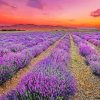 Lavender Field Provence France paint by numbers