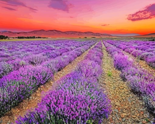 Lavender Field Provence France paint by numbers