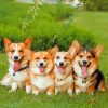 Little Corgi Puppies paint by numbers