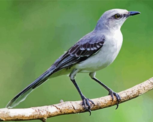 Northern Mockingbird paint by number