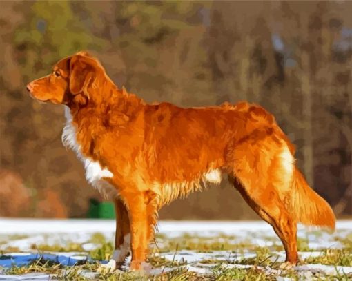 Nova Scotia Duck Tolling Retriever paint by numbers