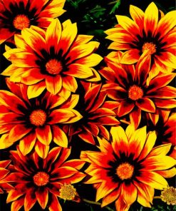 Orange Gazania Flowers paint by number