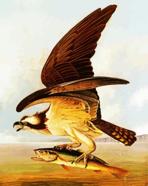 Osprey And Weakfish By James Audubon paint by numbers