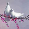 Pieon Doves paint by numbers