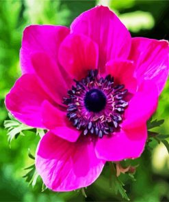 Pink Anemones paint by numbers