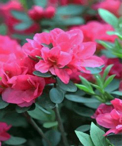 Pink Azeleas Flowers paint by number