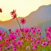 Pink Flower Meadow paint by numbers