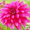 Pink Fuschia Dahlia paint by numbers