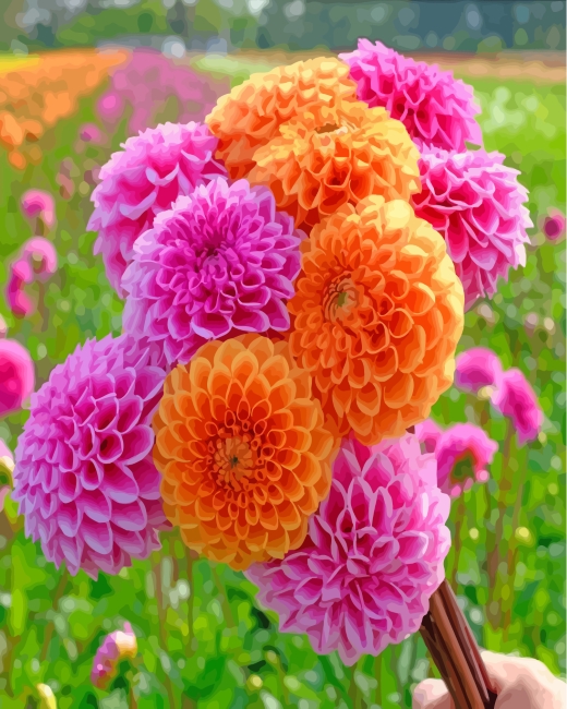 Pink Orange Dahlia paint by number