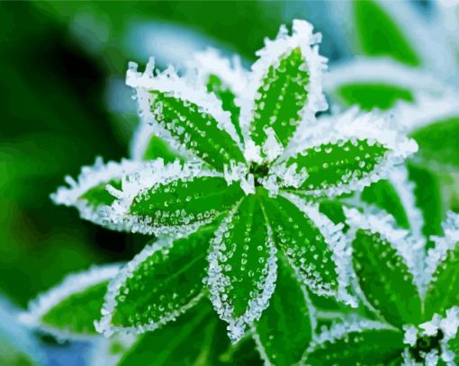 Plant Leaves Frost paint by numbers