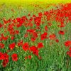Poppies Meadow paint by number