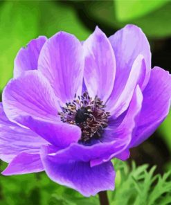 Purple Anemones paint by numbers