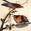Red Shouldered Shawk By James Audubon paint by numbers