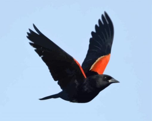 Red Winged Blackbird paint by numbers