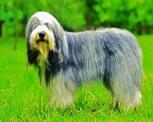 Sheepdog Animal paint by number