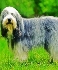 Royal Sheepdog paint by numbers