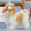 Shih Tzu Dog paint by number