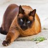 Siamese Cat Pet paint by number
