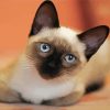 Siamese Kitty paint by number