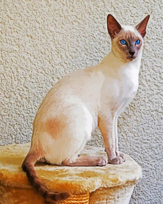 Siamese With Blue Eyes paint by number