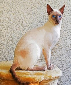Siamese White Blue Eyes paint by number