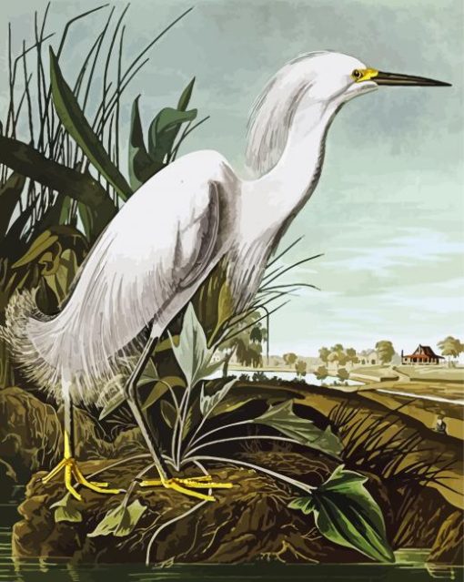 Snowy Heron By John James Audubon paint by number